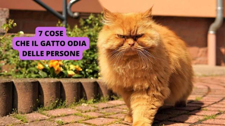 gatto imbronciato 