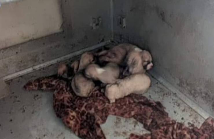 Después de dar a luz a 7 cachorros, la atan a la nevera y la dejan morir de hambre