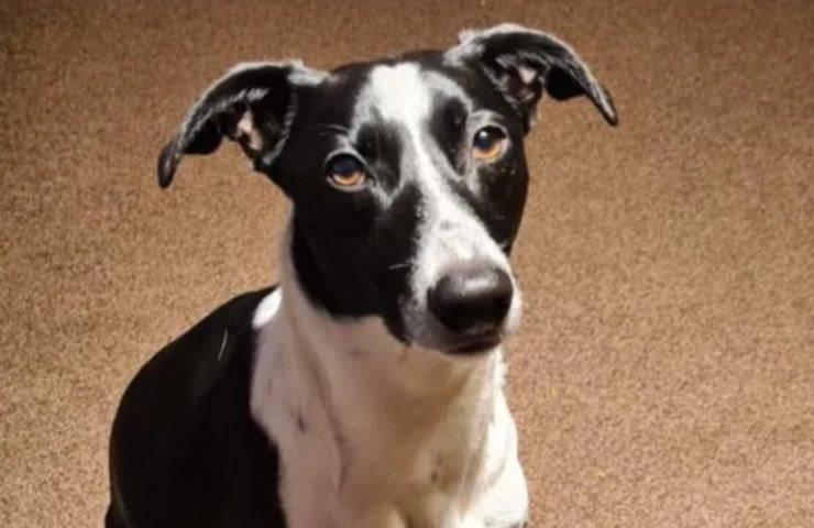cagnolina malattia whippet casa