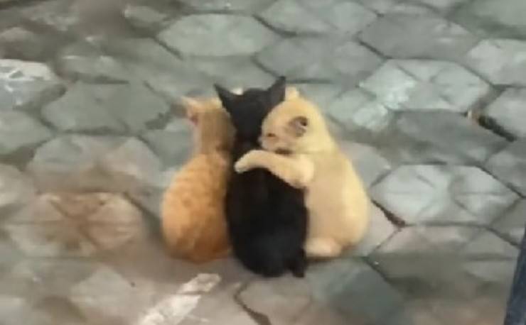 Abbraccio tra gatti
