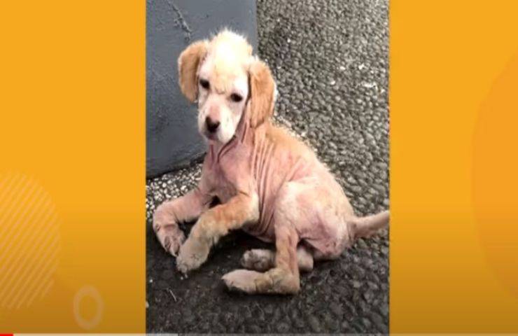 Cucciolo devastato trascinava le zampe