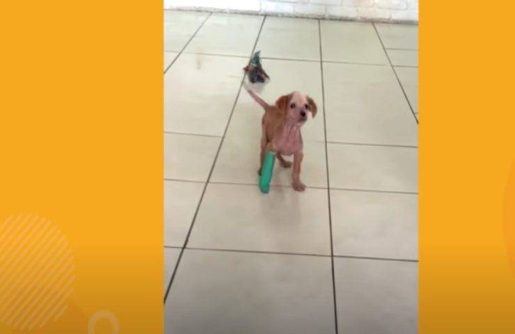 Cucciolo devastato trascinava le zampe