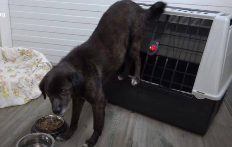 cane nasconde biscotti