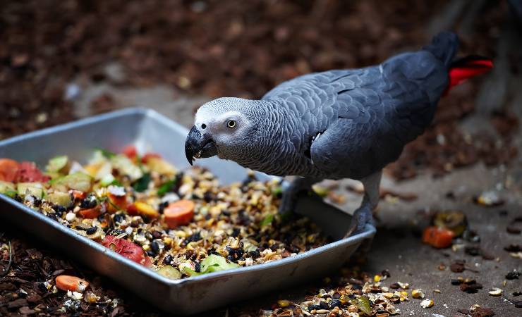 pappagallo e cibo