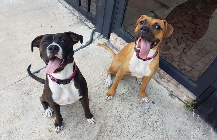 cani rifugio aspettano trapani 
