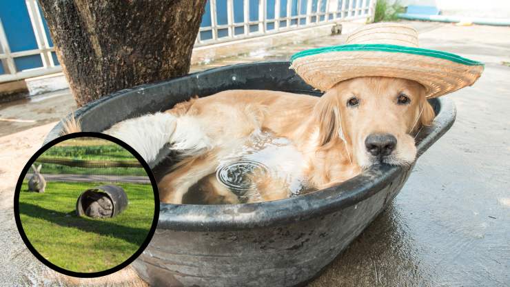 animali che soffrono il caldo