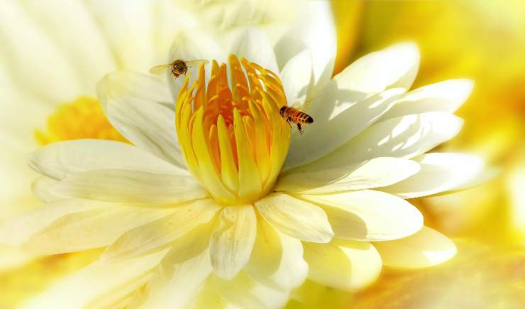 api aumento delle temperature