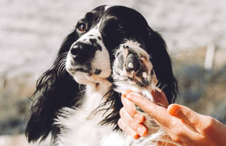 Applicazione crema solare al cane