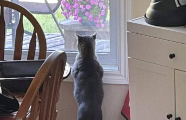 gatto balta spalle atletico 