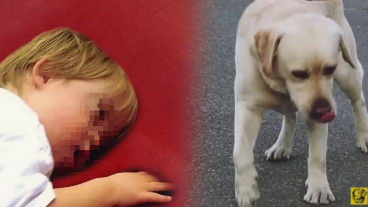 cane aiuta bambino a camminare