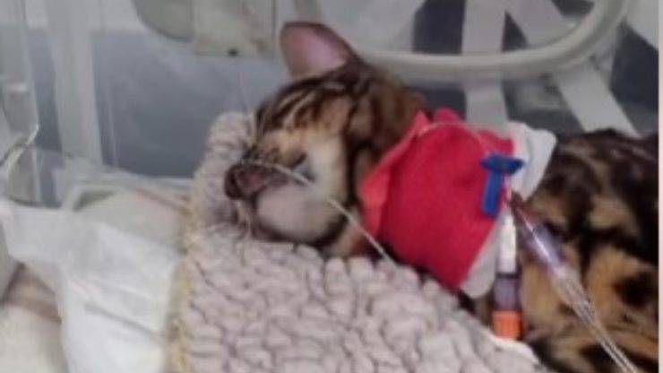 gatto avvelenato da gigli