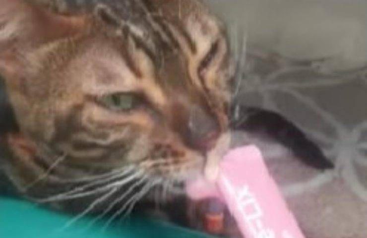 gatta morta per 26 minuti