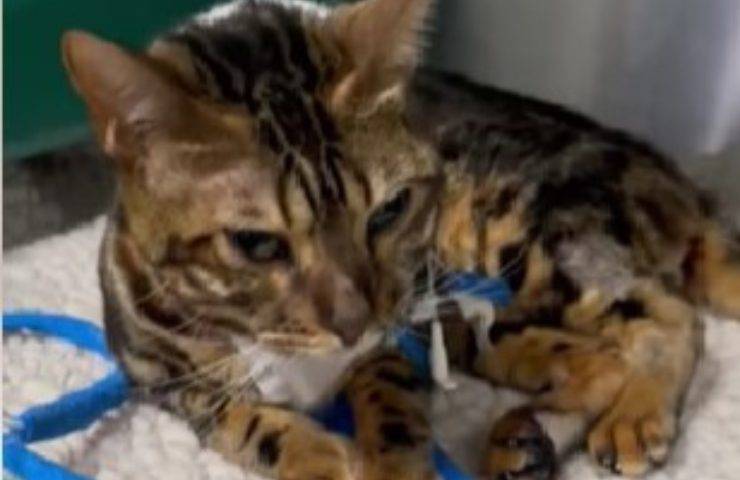 rianimano gatto per 26 minuti