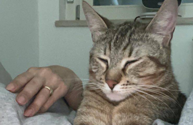 giorgia bidet concede visita 