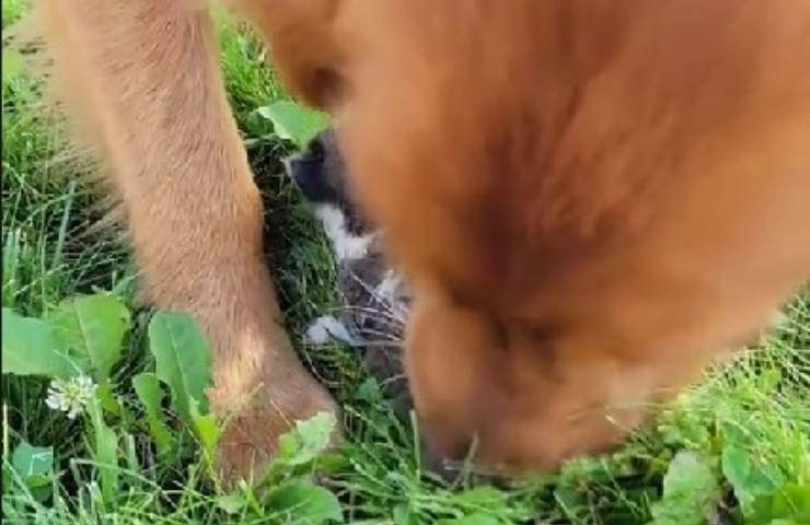 cane accudisce gattino