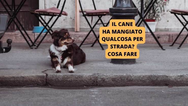 cane sul marciapiede 