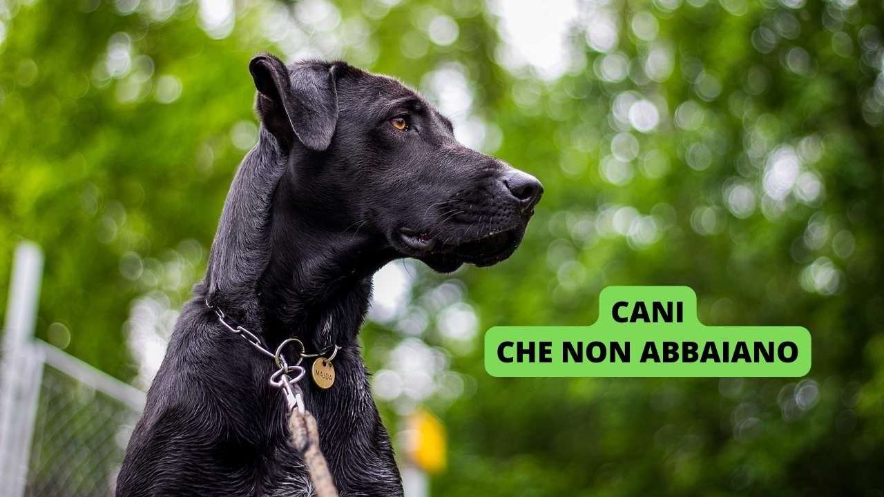 video di cani che abbaiano