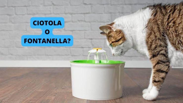 gatto beve dalla fontanella 