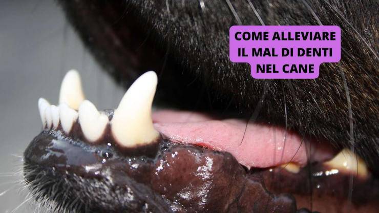 denti del cane 