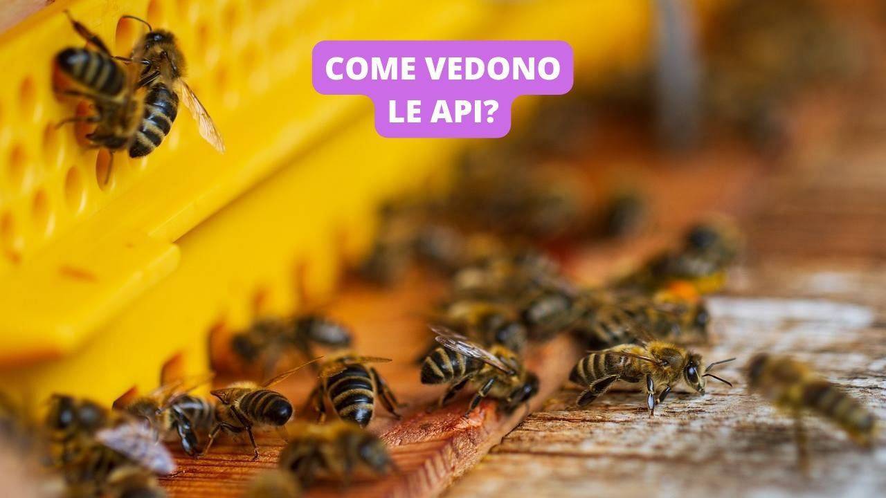 Come vedono le api e come