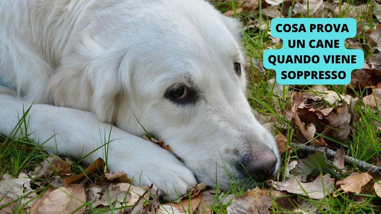 Cosa prova un cane quando viene soppresso consigli per l'ultimo saluto