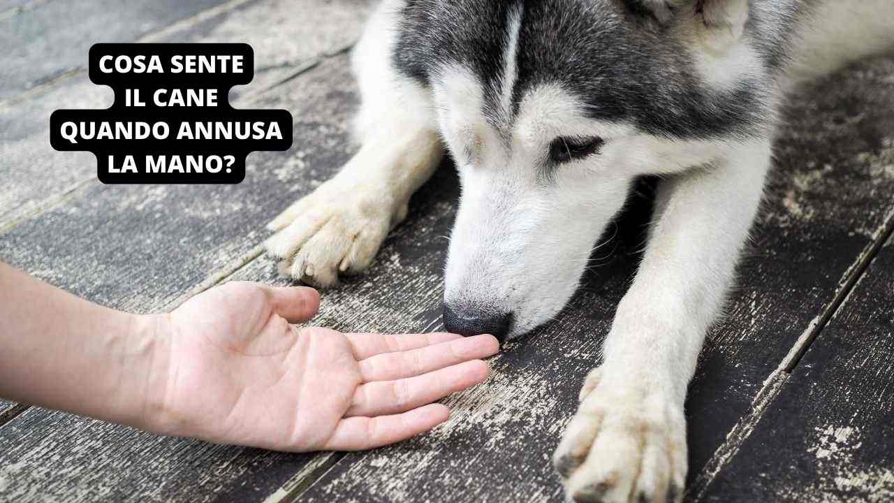 Cosa sente il cane quando annusa la mano di una persona?