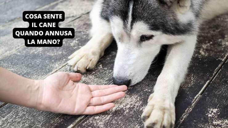 perro huele la mano 