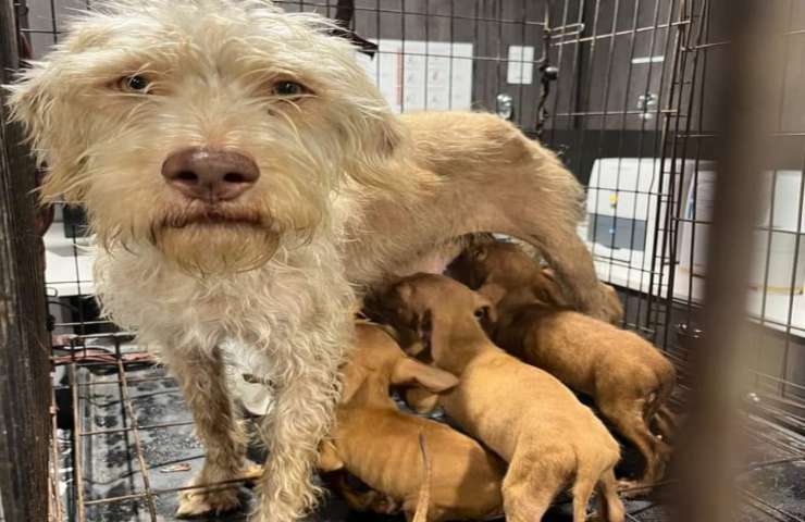 Operaio trova una cagnolina e i suoi cuccioli rinchiusi in una gabbia