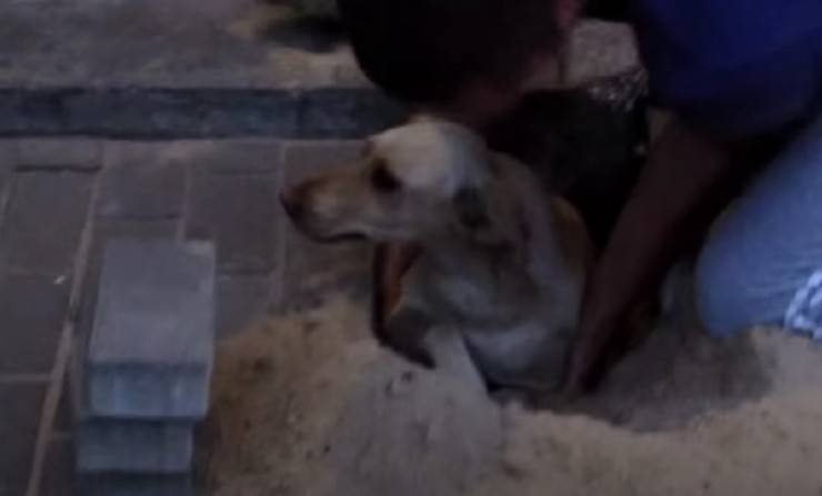 Cagnolina incinta sepolta