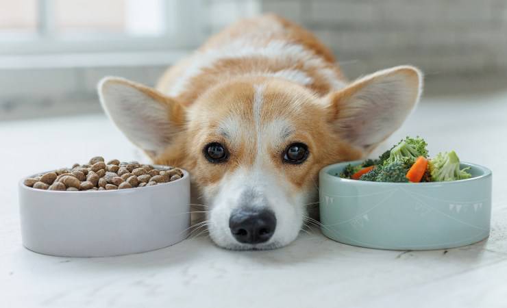 cane non vuole mangiare