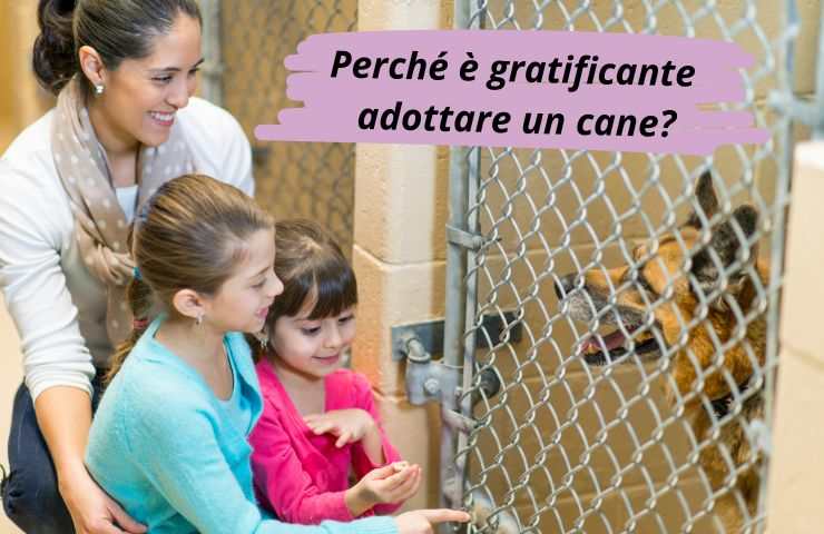 Cane nel canile per essere adottato