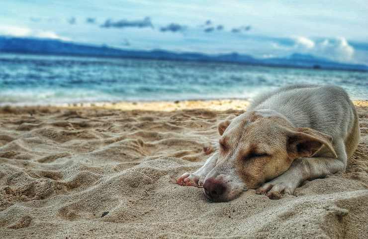 Cane al mare proteggere