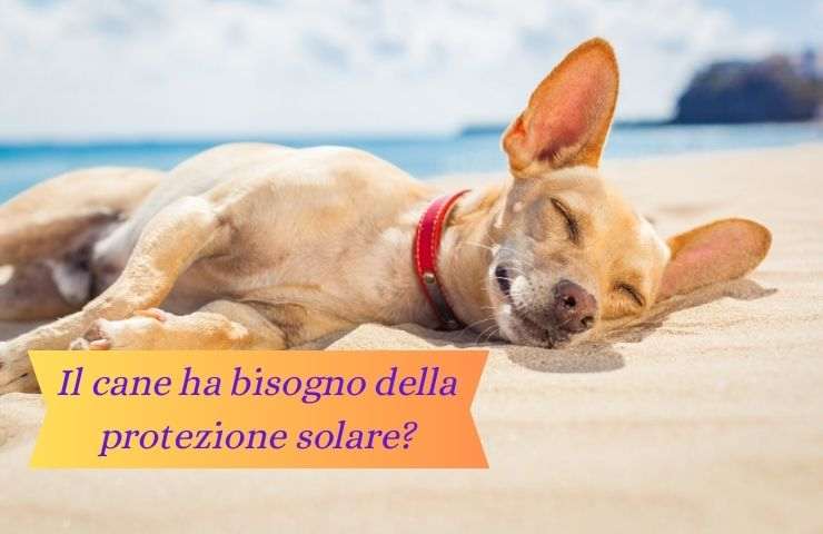 Il cane ha bisogno della crema solare