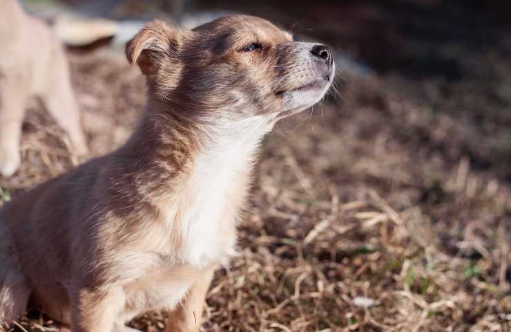 Cane annusa l'aria