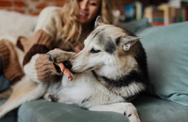 Cane annusa la mano