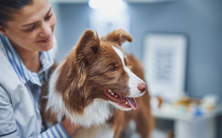 cane dal veterinario