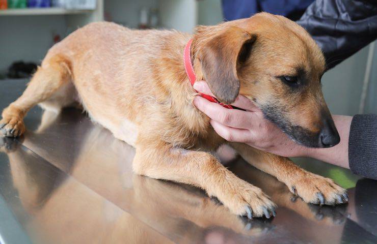 veterinaria control canino roma 