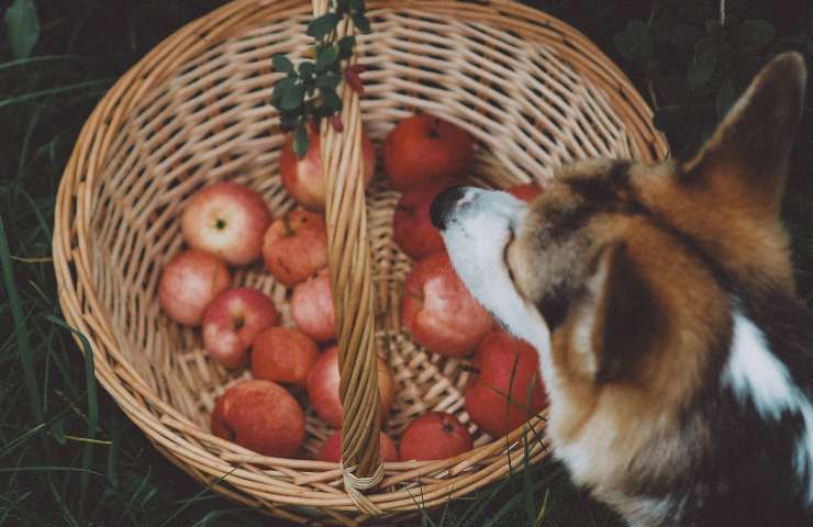Cane davanti al cesto di mele