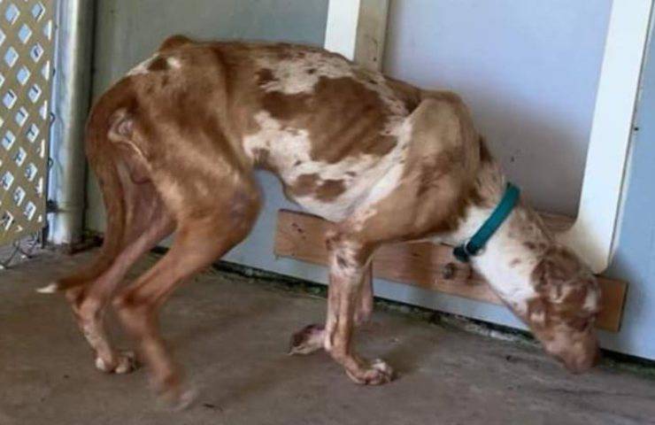 Uomo condannato per crudeltà sugli animali