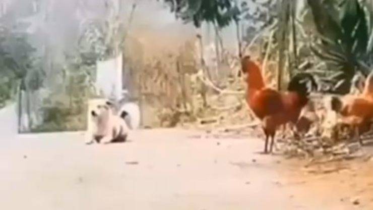 Cane e gallo cantano