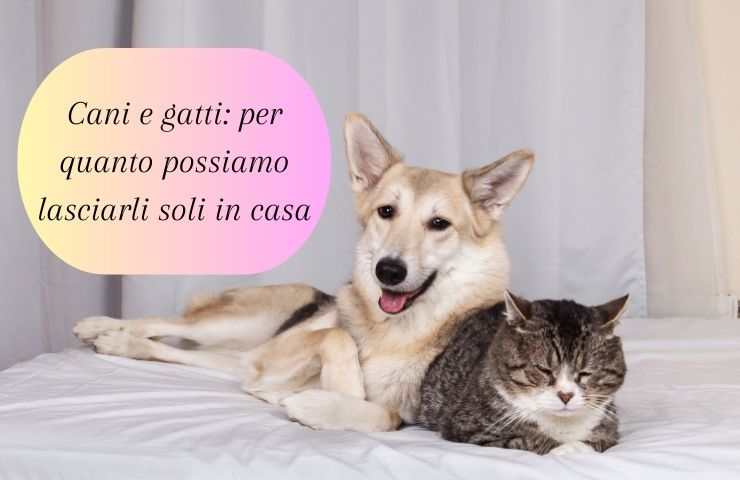 Cane e gatto soli sul letto