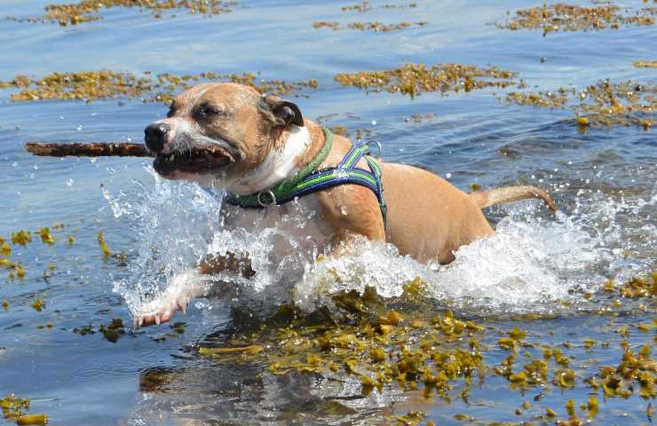 Cane gioca nell'acqua piena di alghe