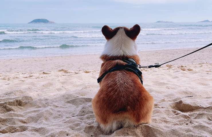 El perro mira al mar.