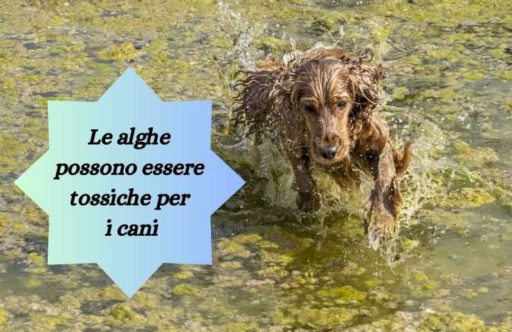 Cane in acqua con alghe