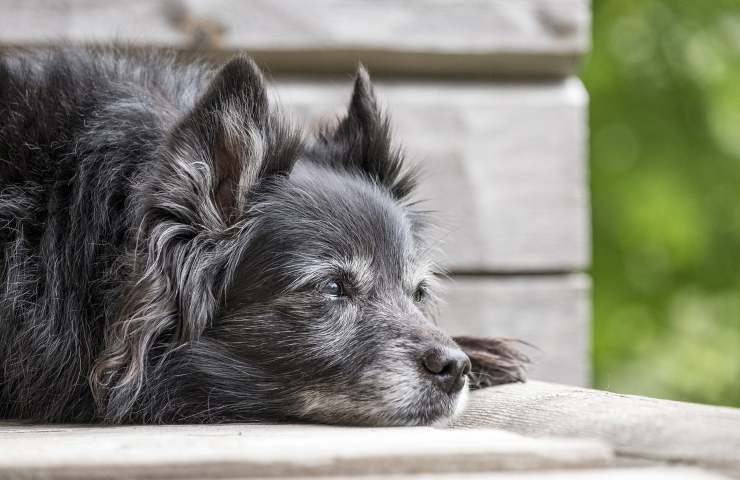 Cane trovato in terrazzo
