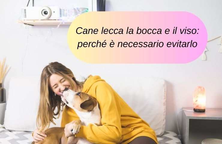 Cane lecca la sua umana