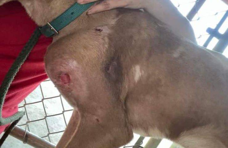 Uomo condannato per crudeltà sugli animali