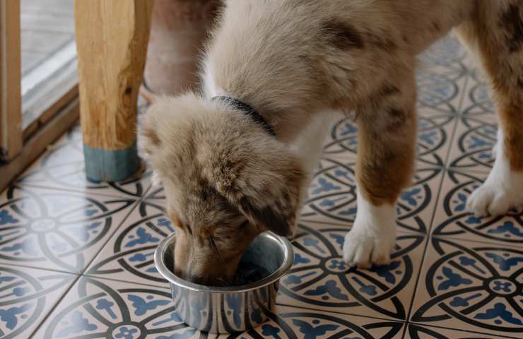 Cane mangia con calma