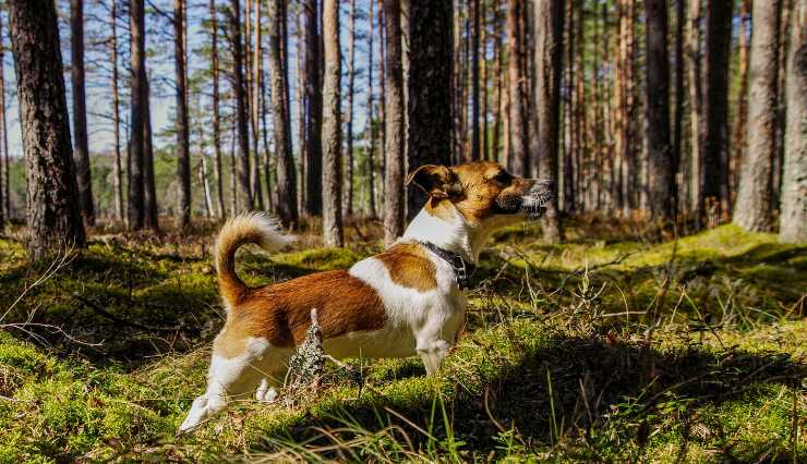Cane nel bosco 