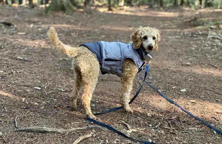 Cane nel bosco con guinzaglio